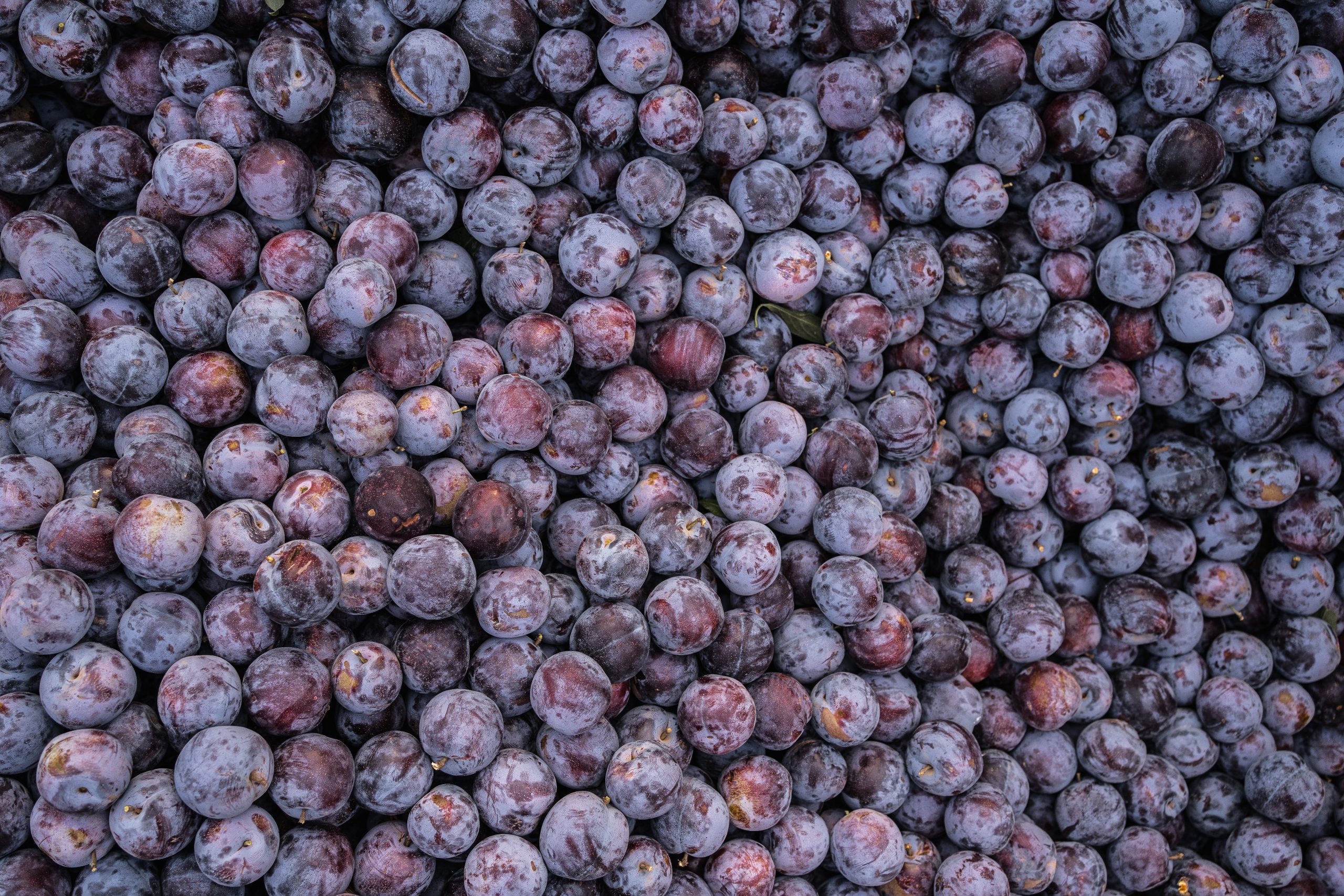 TrueTribe_RulloOrchard_200302_DG013